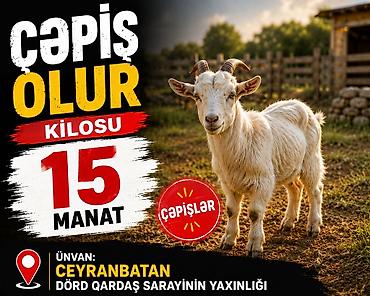 hələp keciləri: ÇƏPİŞLER OLUR KİLOSU 15MANAT EN UCUZ BİZDE ELEQA SAXLİYA BİLERSİZ — 1