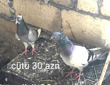 Salam goylərin qiymətin yazmışam şəklin altında, 30 manatdı, çil döş