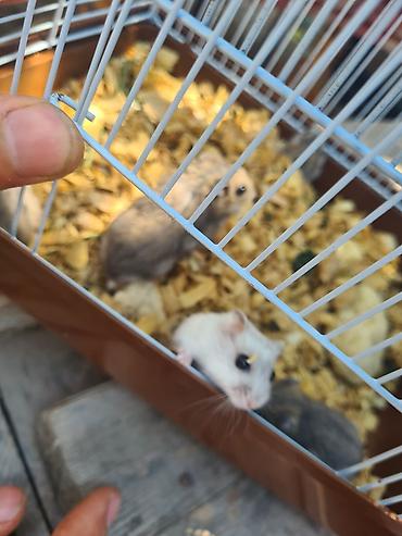 cunqari: Topdan 1azn Saglam aktiv cunqarikler umumi genc nesildi 15ededdi boz — 4