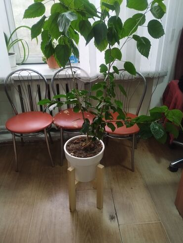 полка для цветок: Подставка для цветов. Материал дерево сосна. Крепление шип и паз