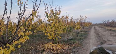 Tinglər: Meyvə tingləri – intensiv bağlar üçün - Növlər: alma və armud heyva — 16