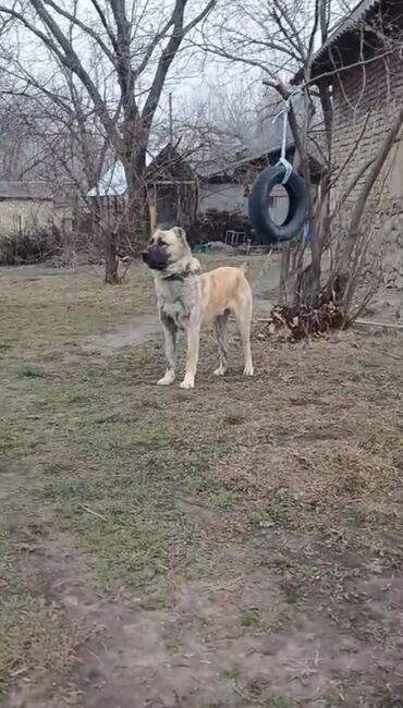 labrador itleri: Alabay, 1 il, Erkek, Peyvəndli, Ödənişli çatdırılma lalafo.az -da labrador itleri: Alabay, 1 il, Erkek, Peyvəndli, Ödənişli çatdırılma