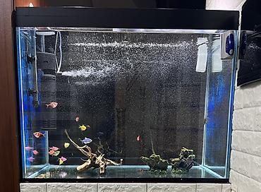 akvarium azn: Şüşə akvarium komplekti – dekorativ rəngli balıqlar və avadanlıqla — 1