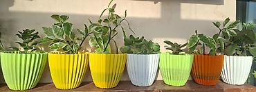 Ev və bağ: Otaq bitkiləri – Sansevieria (Qaynanadili) və Variegatlı Euphorbia — 5