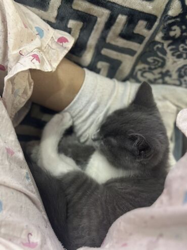 Продажа кошек: Скотиш Страйт (Шотландская прямоухая), 3 месяца, Девочка, Серый, Приучена к лотку at lalafo.kg — 6 Продажа кошек: Скотиш Страйт (Шотландская прямоухая), 3 месяца, Девочка, Серый, Приучена к лотку — 6