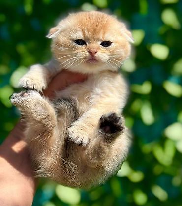 Pişiklər: Britan — 13