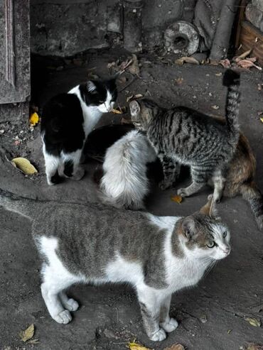 Отдам даром кошку: Кошка даром: Беспородная, Девочка — 5