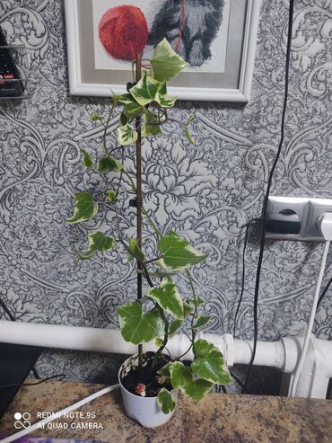 Другой декор и предметы интерьера: Распродажа по 300 сом и выше — 16