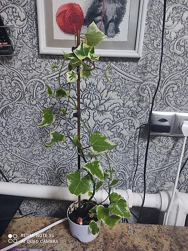 Другие товары для дома и сада: Продаю диффенбахии. Диффенбахия чистит воздух, помогая удалять из — 10