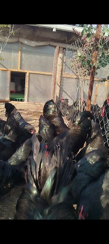 Digər quşlar: Alman cinsi australorp cücə və yumurta sifarişi qəbul olunur. bütün — 18