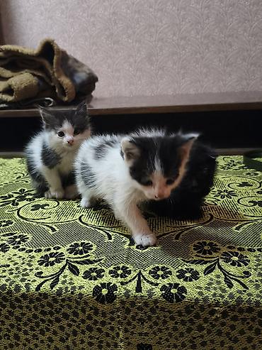 кошка майкун: Отдам котят в добрые руки. Котята веслоухие, породистые. Есть 3 котят — 2