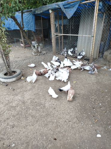 Göyərçinlər: Məhsul: Ev quşları üçün müxtəlif cins və rəngdə göyərçin sürüsü kom200 — 11