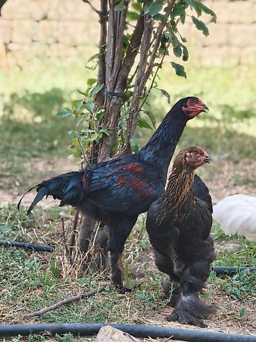 brama cuceler: Toyuq, Brama, Damazlıq — 1
