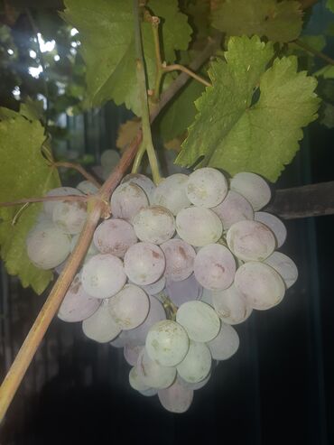 Канцтовары: Продаём хорошую недвижимость сами хозяева в городе!!! Больше фото at lalafo.kg — 4 Канцтовары: Продаём хорошую недвижимость сами хозяева в городе!!! Больше фото — 4