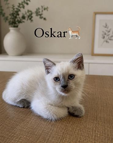 ən ucuz pişiklər: Erkək, Yaxşı əllərə — 1