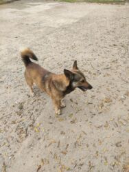 İtlər: Zvonok, 1 il, Erkek — 2