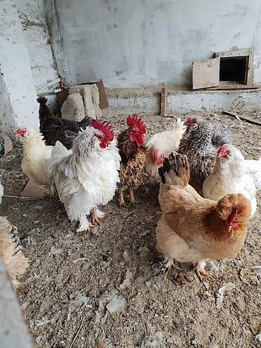 at satilir: Toyuq, Damazlıq, Ünvandan götürmə — 1