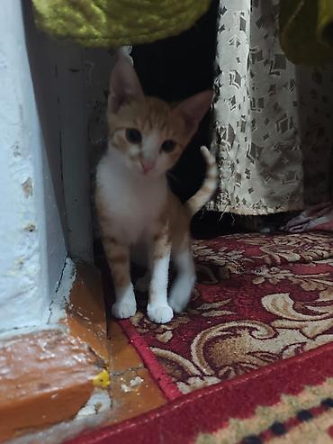 Мышыктар: КОТЁНОК МАЛЬЧИК 2,5 МЕСЯЦА. Милый рыжебелый котёнок с короткой — 8