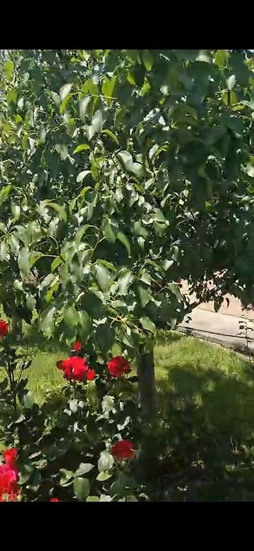 Недвижимость: 3 комнаты, 115 м², Свежий ремонт — 2