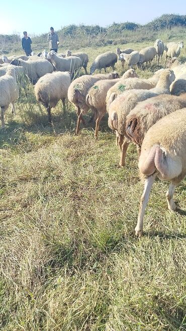 Qoyunlar, qoçlar: Dişi, il: 1, 50 kq, Damazlıq, Ünvandan götürmə — 16