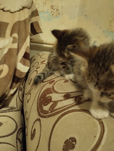 Кошки: 2 месяца, Девочка, Приучена к лотку