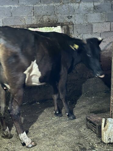 быки породистые: Продаю | Корова (самка) | Алатауская | Для молока
