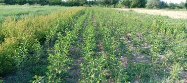 Tinglər: Hər növ meyvə aqcların satşı hər bir sort var çadrlma pulsuzdur meyvə — 9