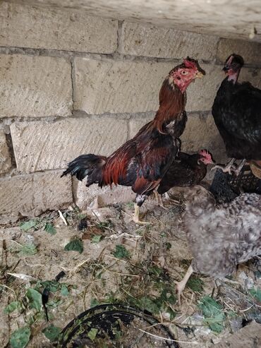 en cox sud veren inekler: Xoruz, Heyratı, il: 1, Ödənişli çatdırılma