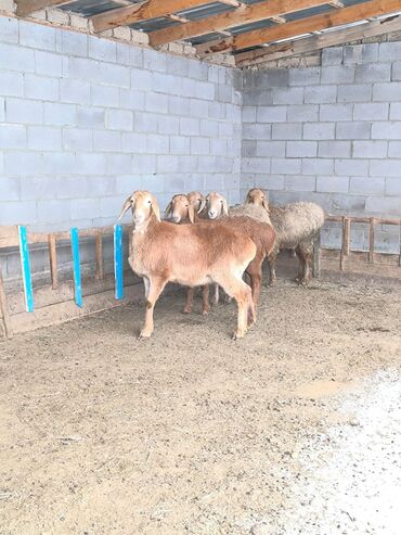 Бараны, овцы: Продаю | Овца (самка), Ягненок | Арашан | Для разведения | Ярка — 6