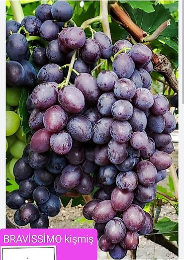 Meyvə və giləmeyvə: Məhsul: Qırmızı/çəhrayı süfrə üzümü (salxım) - Böyük, sıx salxımlar; — 14