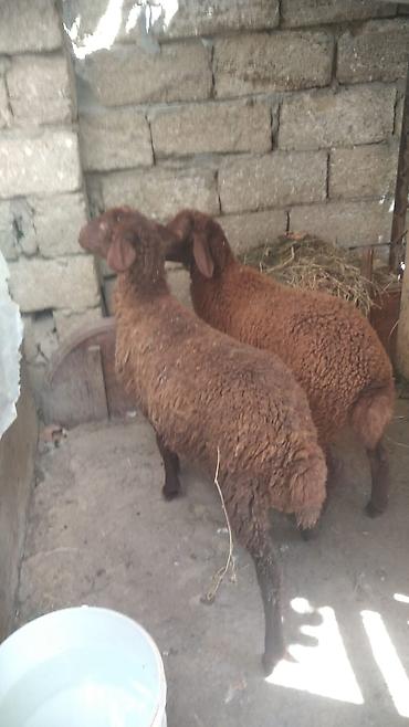 Quzu
qala cinsi
240 manat biri
erkek
3 ayliq lalafo.az -da Quzu
qala cinsi
240 manat biri
erkek
3 ayliq