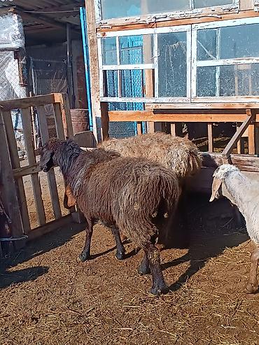 Баран, овца: Продаю | Ягненок | На забой | Племенные — 19