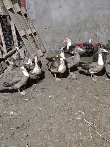 Ördəklər: Məhsul: ağ-qara və qəhvəyi-ağ rəng çalarlarında muskovi ördəklər — 4