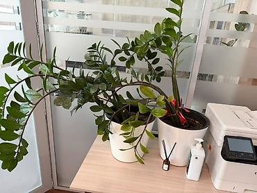 замиокулькас черный: Замиокулькас (Zamioculcas zamiifolia) в горшке. - Крупное — 1