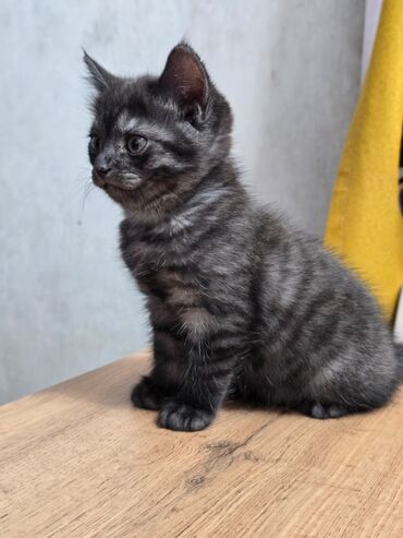 Продажа кошек: Продаются котята шотланской породы at lalafo.kg — 6 Продажа кошек: Продаются котята шотланской породы — 6