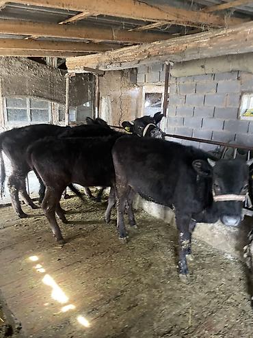 Коровы, быки: Продаю | Тёлка, Музоо, торпок — 10