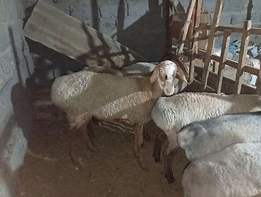 аршан кой: Продаю | Овца (самка) | Арашан | На забой | Ярка — 4