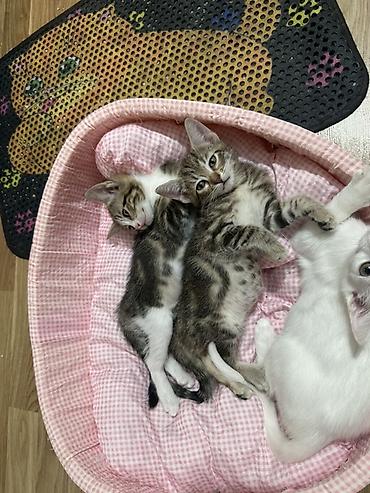 pişik cüt: Yaxşı əllərə — 2
