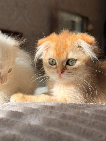 Pişiklər: Şotland, Erkək, Dişi, Yaxşı əllərə, Ünvandan götürmə, Pulsuz çatdırılma, Ödənişli çatdırılma — 7