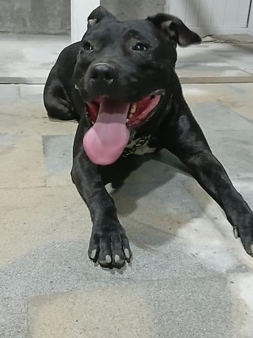 gencede itler: Pitbul, 1 il, Erkək, Peyvəndli — 7