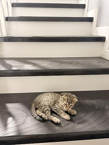 кот сфинкс: Скотиш Фолд (Шотландская вислоухая), 2 месяца, Мальчик, Приучена к лотку, Проглистована — 1