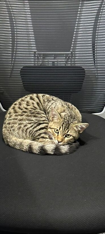 сколько стоит шотландская кошка: Кошка даром: Бенгальская, 6 месяцев, Мальчик, Приучена к лотку