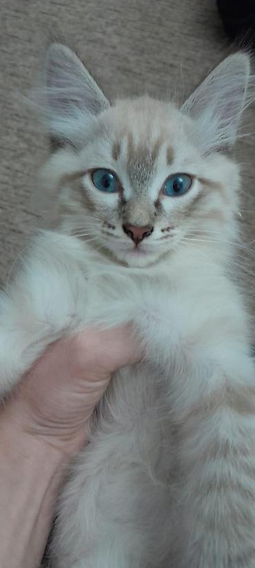 Котенок мальчик, родился 2 августа. Ласковый, игривый дружелюбный