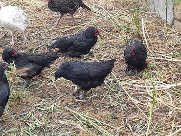 avstrolop toyuqlari haqqinda melumat: Toyuq, Australorp, Damazlıq, Ünvandan götürmə