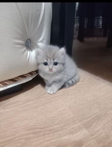 ev pisikleri qiymeti: Qızıl şinşilla, Erkək, Dişi, Yaxşı əllərə, Ünvandan götürmə — 2
