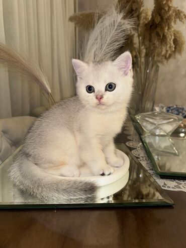 Pişiklər: Britaniya və Scottish və digər növlərin bala pişikləri var. Qiymətləri — 20