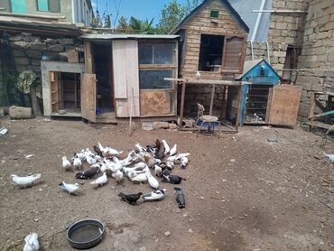 pulsuz verilir: 70 75 ədəd göyərçinlər hər cür göyərçin var . 10 yaxın qarabaşlardi