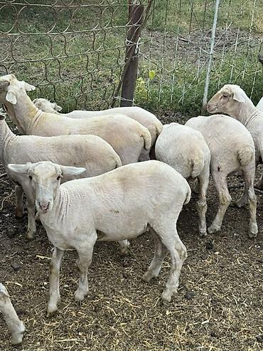 Баран, овца: Продаю | Баран (самец) | Меринос — 3