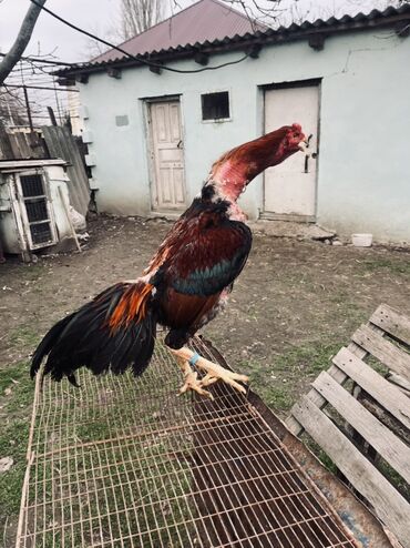 Xoruzlar: Heyratı xoruz satılır 1 il 3 aylıq. Cins: Uzunboyun, sərt bədən — 2