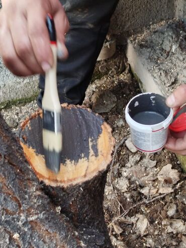 Спил деревьев, заготовка дров: Обрезка деревьев!!! Сезонная обрезка плодовых деревьев!!! Зима — 7